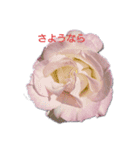 薔薇色の1日（個別スタンプ：15）