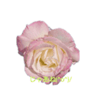 薔薇色の1日（個別スタンプ：16）