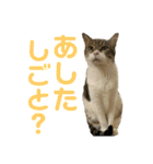 hana03marin15（個別スタンプ：12）