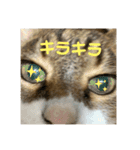 hana03marin15（個別スタンプ：17）
