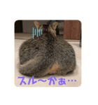 ちゃたさん（個別スタンプ：1）