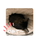 ちゃたさん（個別スタンプ：5）