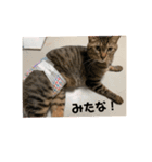 ちゃたさん（個別スタンプ：6）