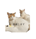 こめぱん（個別スタンプ：8）