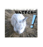うさぎのココアくん。（個別スタンプ：2）