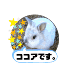 うさぎのココアくん。（個別スタンプ：5）