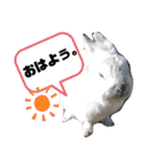うさぎのココアくん。（個別スタンプ：6）