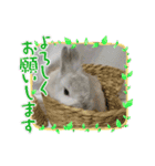 うさぎのココアくん。（個別スタンプ：7）