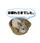 うさぎのココアくん。（個別スタンプ：9）