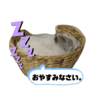 うさぎのココアくん。（個別スタンプ：11）