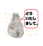 うさぎのココアくん。（個別スタンプ：12）