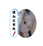 うさぎのココアくん。（個別スタンプ：15）