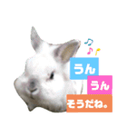 うさぎのココアくん。（個別スタンプ：16）