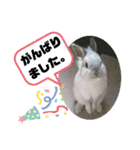 うさぎのココアくん。（個別スタンプ：20）