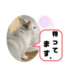 うさぎのココアくん。（個別スタンプ：21）