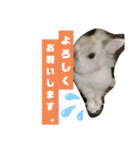 うさぎのココアくん。（個別スタンプ：24）