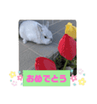 うさぎのココアくん。（個別スタンプ：25）