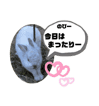 うさぎのココアくん。（個別スタンプ：27）