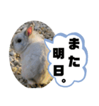 うさぎのココアくん。（個別スタンプ：28）