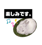 うさぎのココアくん。（個別スタンプ：29）