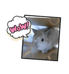 うさぎのココアくん。（個別スタンプ：31）