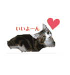 【FIP闘病】ノエルくんの日常（個別スタンプ：1）
