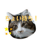 【FIP闘病】ノエルくんの日常（個別スタンプ：3）