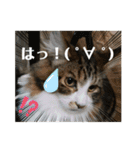 【FIP闘病】ノエルくんの日常（個別スタンプ：4）