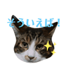 【FIP闘病】ノエルくんの日常（個別スタンプ：5）