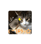 【FIP闘病】ノエルくんの日常（個別スタンプ：6）