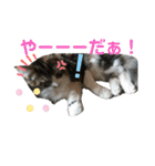 【FIP闘病】ノエルくんの日常（個別スタンプ：9）