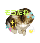 【FIP闘病】ノエルくんの日常（個別スタンプ：12）