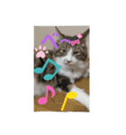 【FIP闘病】ノエルくんの日常（個別スタンプ：13）