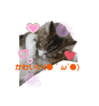 【FIP闘病】ノエルくんの日常（個別スタンプ：17）