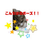 【FIP闘病】ノエルくんの日常（個別スタンプ：19）