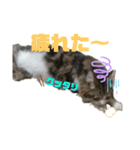【FIP闘病】ノエルくんの日常（個別スタンプ：24）