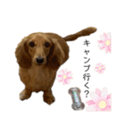 ーななちゃんスタンプー（個別スタンプ：12）
