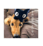 ーななちゃんスタンプー（個別スタンプ：37）