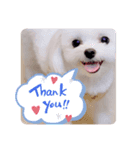 可愛い犬のりり♡マルチーズ（個別スタンプ：1）