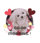 可愛い犬のりり♡マルチーズ（個別スタンプ：3）