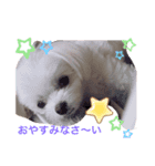可愛い犬のりり♡マルチーズ（個別スタンプ：4）