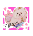 可愛い犬のりり♡マルチーズ（個別スタンプ：5）