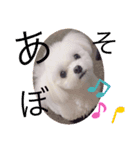 可愛い犬のりり♡マルチーズ（個別スタンプ：6）