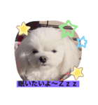 可愛い犬のりり♡マルチーズ（個別スタンプ：8）