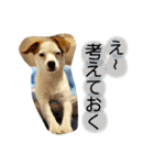 ピノたんの気持ち2（個別スタンプ：36）