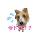 ぱしゃちゃんスタンプ1（個別スタンプ：2）