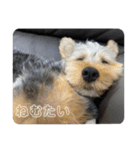 つなしか勝たん（個別スタンプ：4）