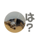 つなしか勝たん（個別スタンプ：9）