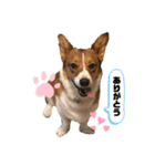 コーギーのウィル①（個別スタンプ：2）
