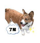 コーギーのウィル①（個別スタンプ：3）